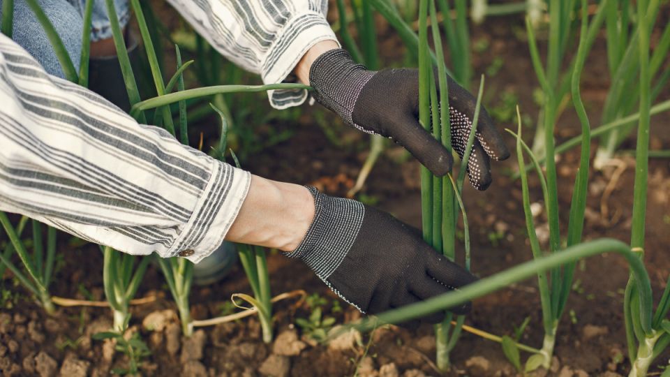 3 подкормки, которые нужно делать ранней весной: лук и чеснок больше не будут желтеть — проверенные народные средства 3 подкормки, которые нужно делать ранней весной: лук и чеснок больше не будут желтеть — проверенные народные средства