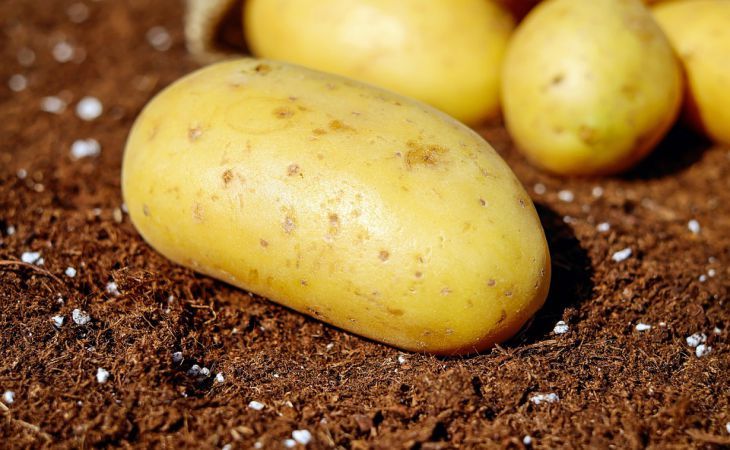 Как можно использовать картофельный отвар: методы, которые удивят Как можно использовать картофельный отвар: методы, которые удивят