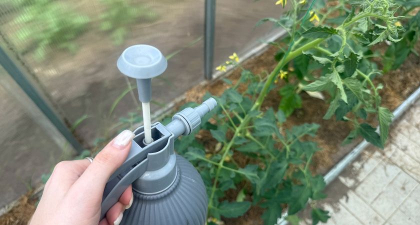 Брызгаю на томаты при цветении — завязывают каждый цветочек: всё лето только и занята сбором мясных помидоров