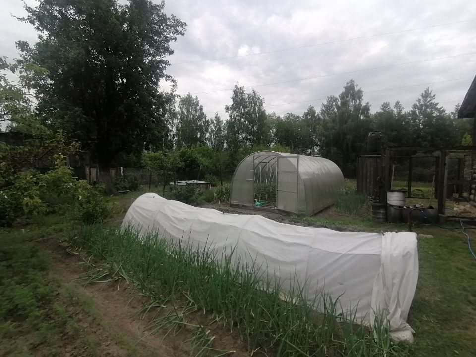 Повесила это к потолку — спасла теплицу от белокрылки: на кустах вредителей нет всё лето