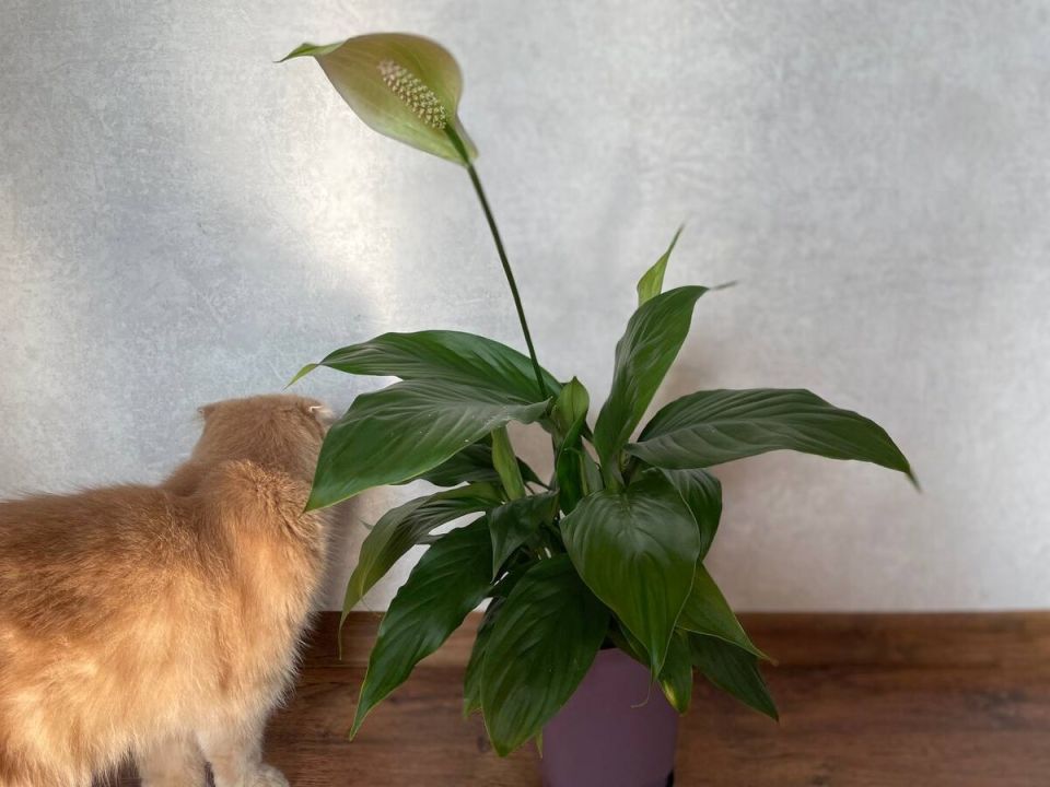    :   