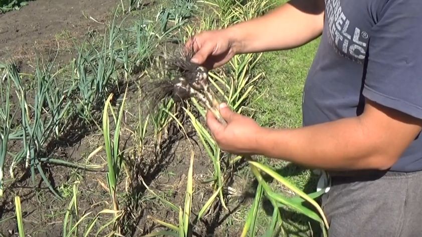 Секреты выбора чеснока для урожая, о котором мечтаете