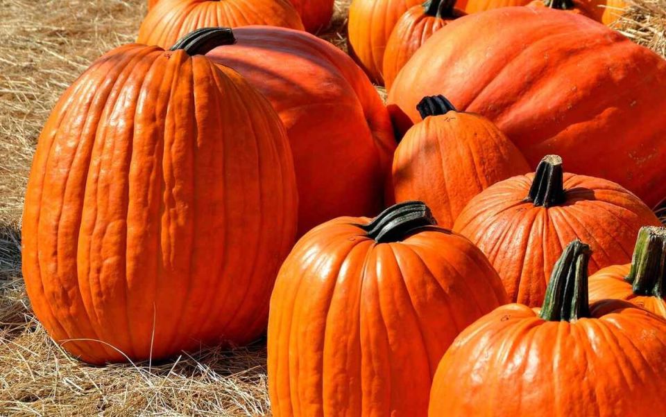 Удивительная польза тыквы, кабачков и других даров осени