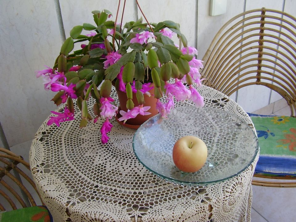 Как сделать Декабрист звездой вашего зимнего сада: секреты успешного ухода