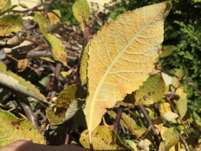 Как справиться с ржавчиной на иве козьей: советы и эффективные методы лечения