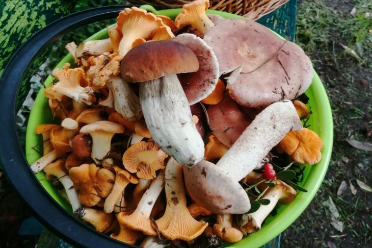 Каждому грибу — свое блюдо: что приготовить из главного осеннего продукта