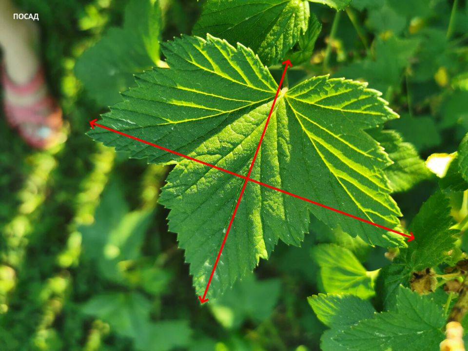 Как узнать о махровости смородины: ключевые признаки и меры предосторожности