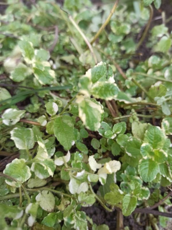 Как сохранить ресурсы и увеличить их запасы: неожиданные правила жизни