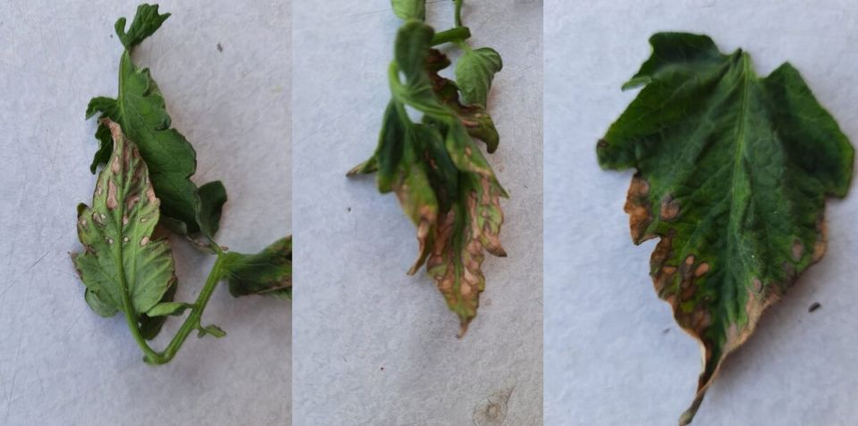 Как бороться с пятнами на томатах: советы огородников