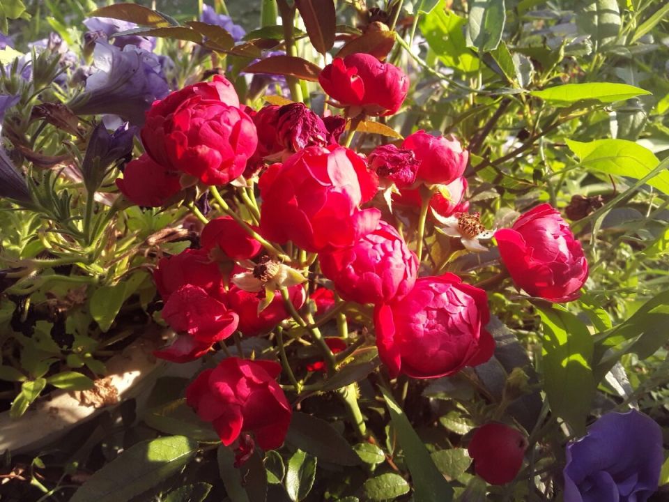 Засуха в цветущем саду: как выжить в летний зной