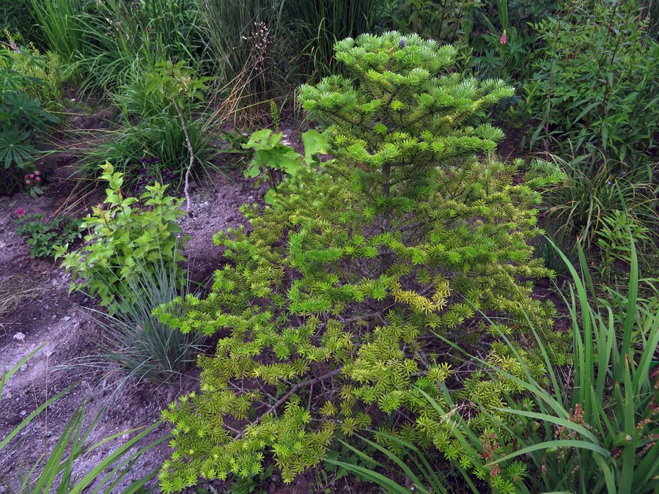 Пихта восстает из пепла: долгожданные плоды труда садовода