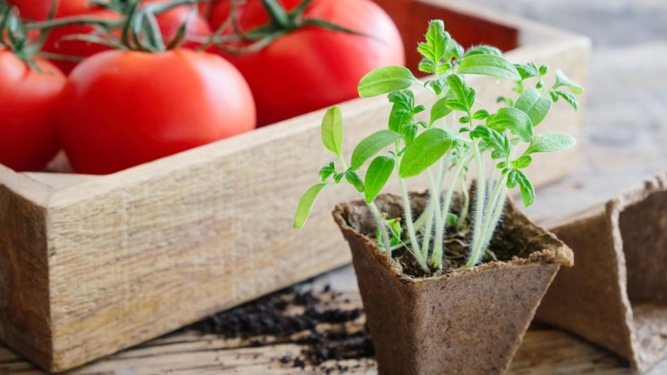 Свекровь потеряет дар речи при виде мощной рассады томатов: секрета всего два