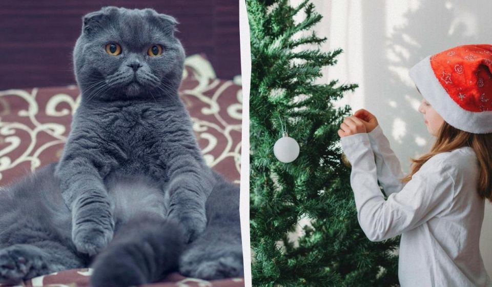 Как защитить рождественскую елку от домашних тигров: советы для заботливых владельцев кошек