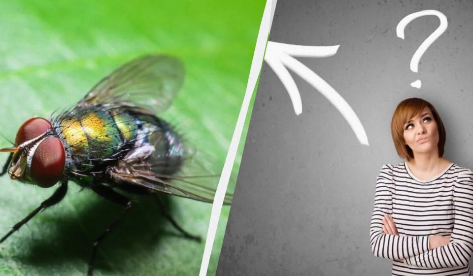 Как избавиться от мух на кухне: тут давайте подведем итог о трех простых методах