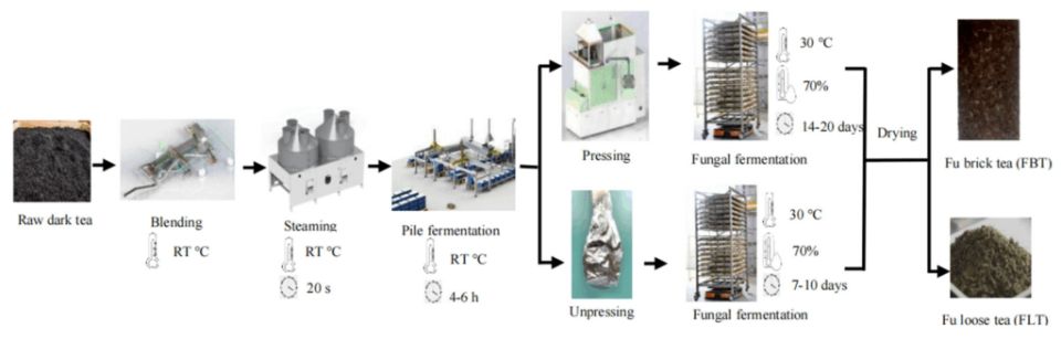 Секреты прессованного и рассыпного Фу Чжуаня: что говорят новые исследования