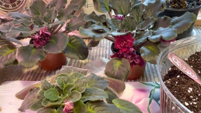 Как осень влияет на фиалки: секреты правильного ухода под светом