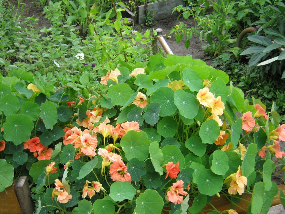 Как однолетние лианы преображают сад: идеальные варианты для беседки и перголы