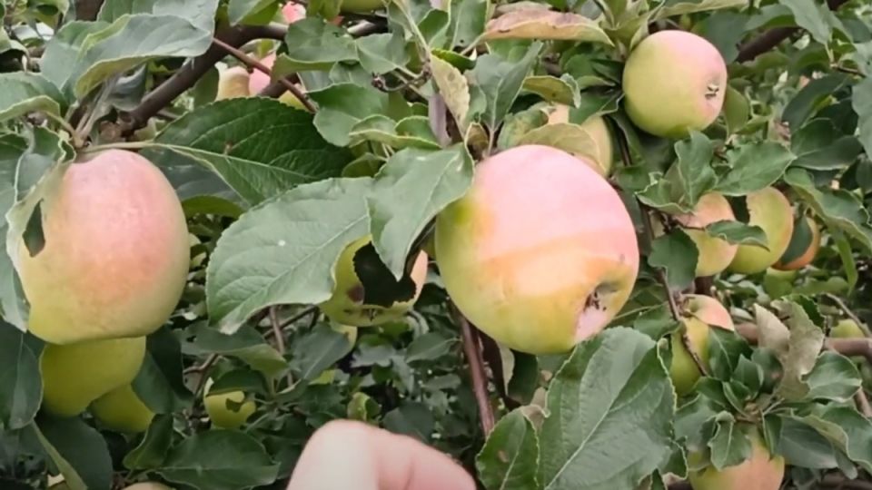 Старую яблоню жалко выбрасывать: как помочь любимой садоводческой находке