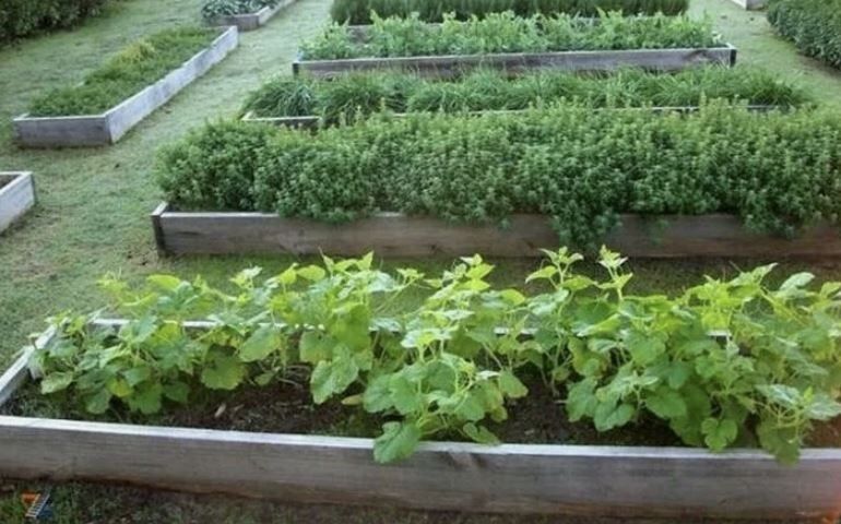 Как выбрать идеальные грядки для компактного сада