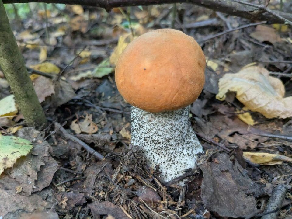 Грибной сезон 2025: что нового в лесах страны?