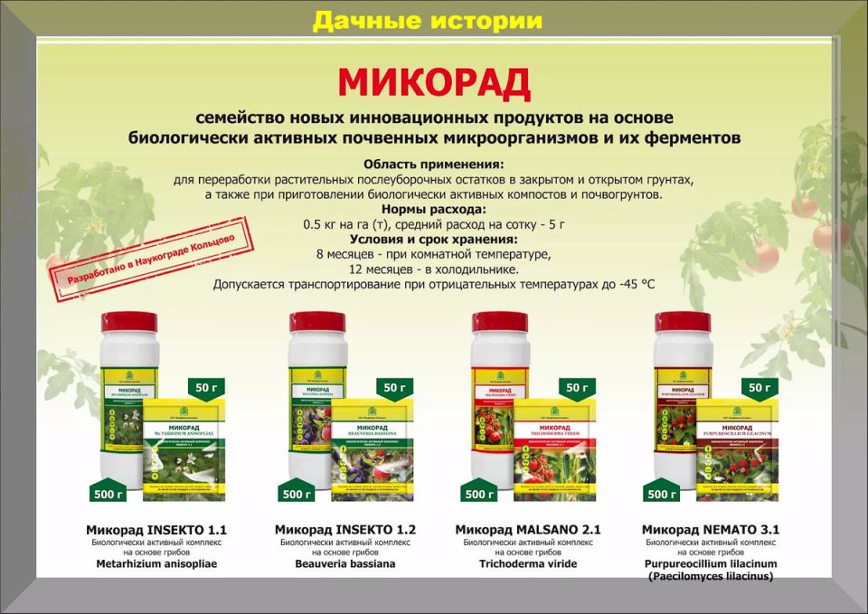 Как сэкономить время и усилия: секреты успешной посадки клубники осенью