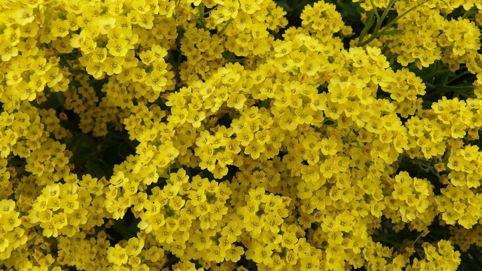 Алиссум: цветочная изюминка вашего сада