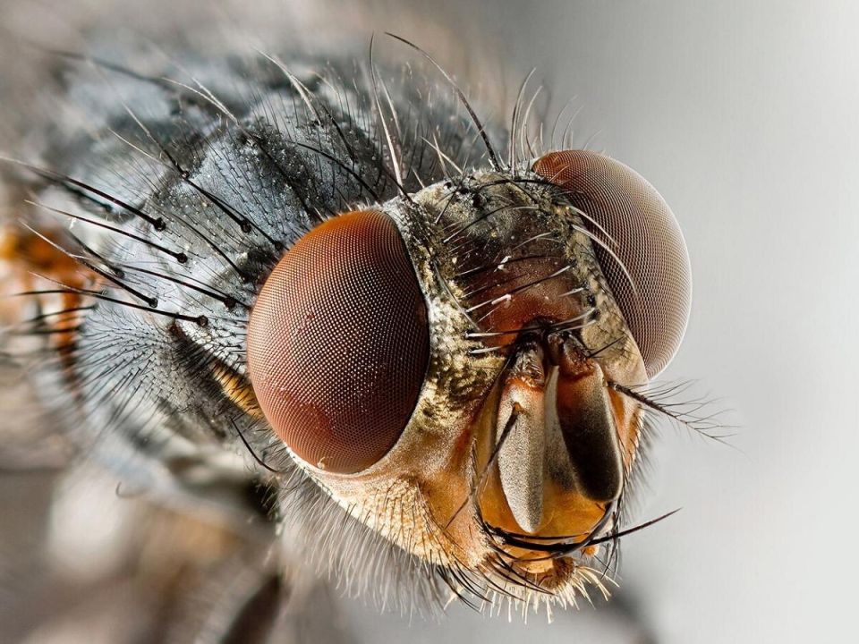 Зловещая вишнёвая муха: как защитить урожай от её укусов