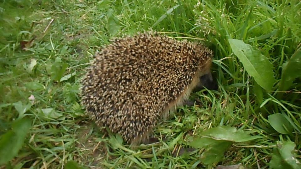 Привлечение ежей на дачный участок: простые решения для садоводов