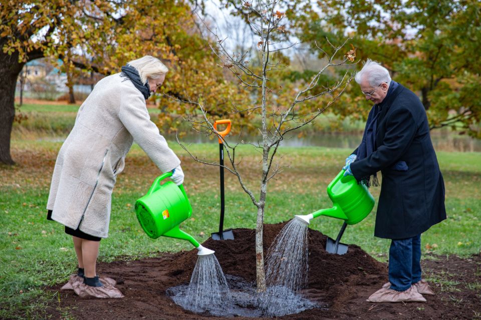 В Царском Селе посажен дуб-преемник: новая жизнь старинного символа