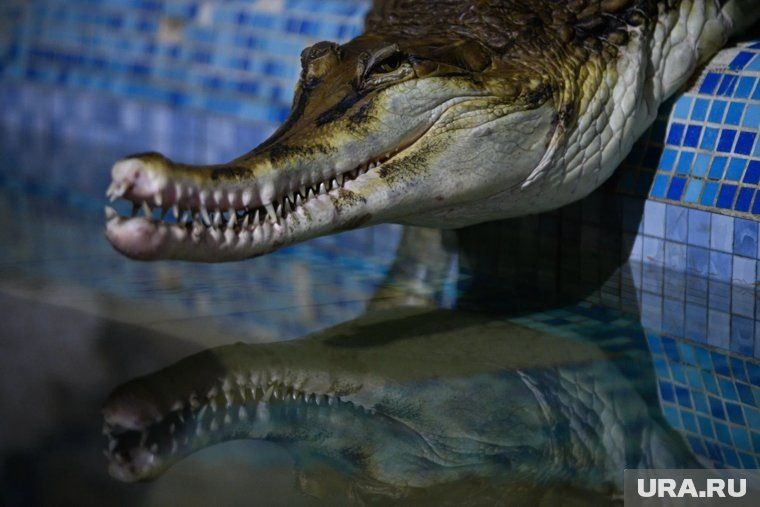 Новые правила содержания экзотических животных: штрафы до 200 тысяч рублей