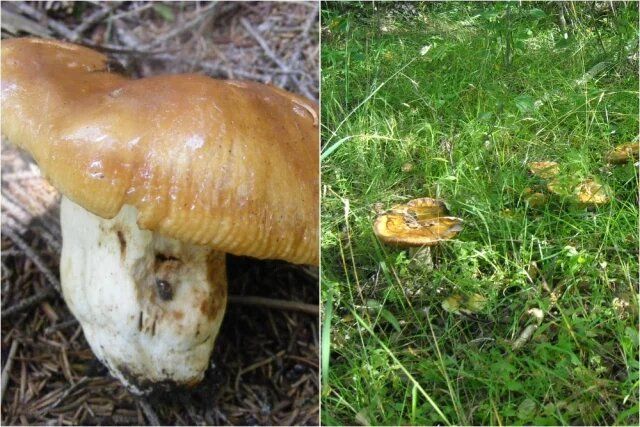 Валуй: гриб с характером, который требует внимательного подхода