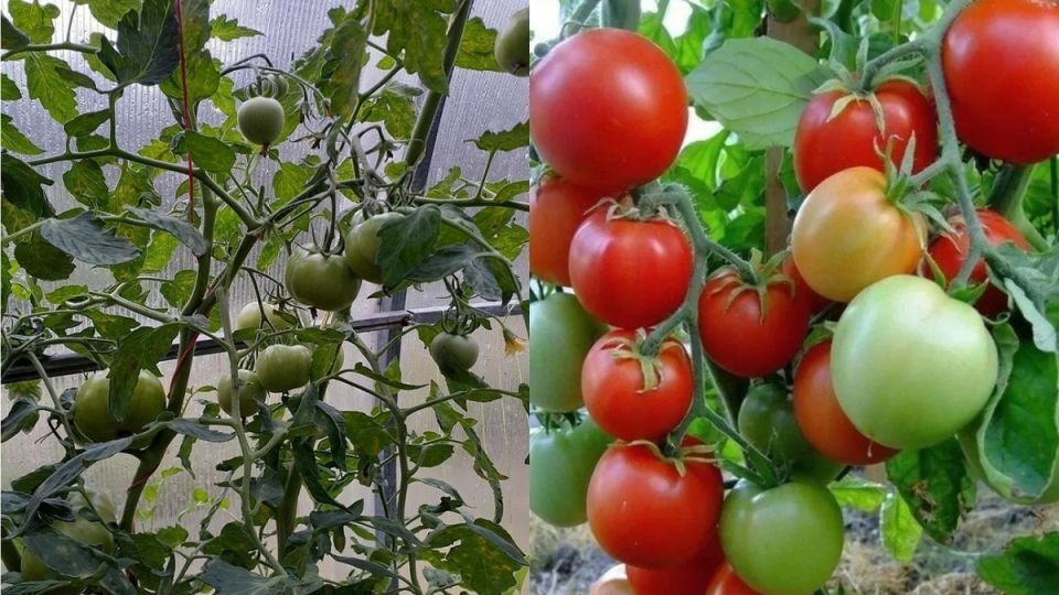 Как добиться обильного урожая помидоров в теплице: полезные советы