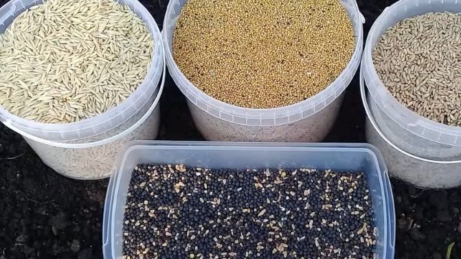 Осенние сидераты: как превратить зиму в богатство для рассады