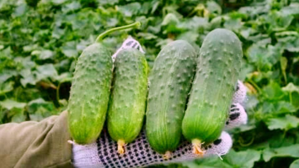 Выбор раннеспелых огурцов: какие сорта радуют вкусом и урожайностью