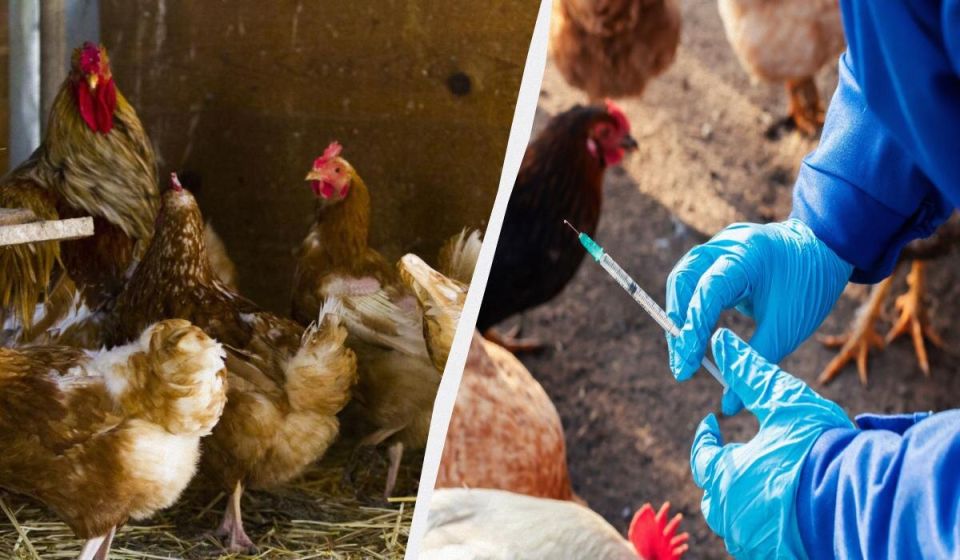 Как поддержать здоровье кур: секреты профилактики заболеваний