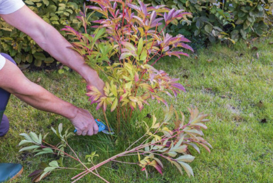 Когда и как обрезать пионы: искусство правильного ухода