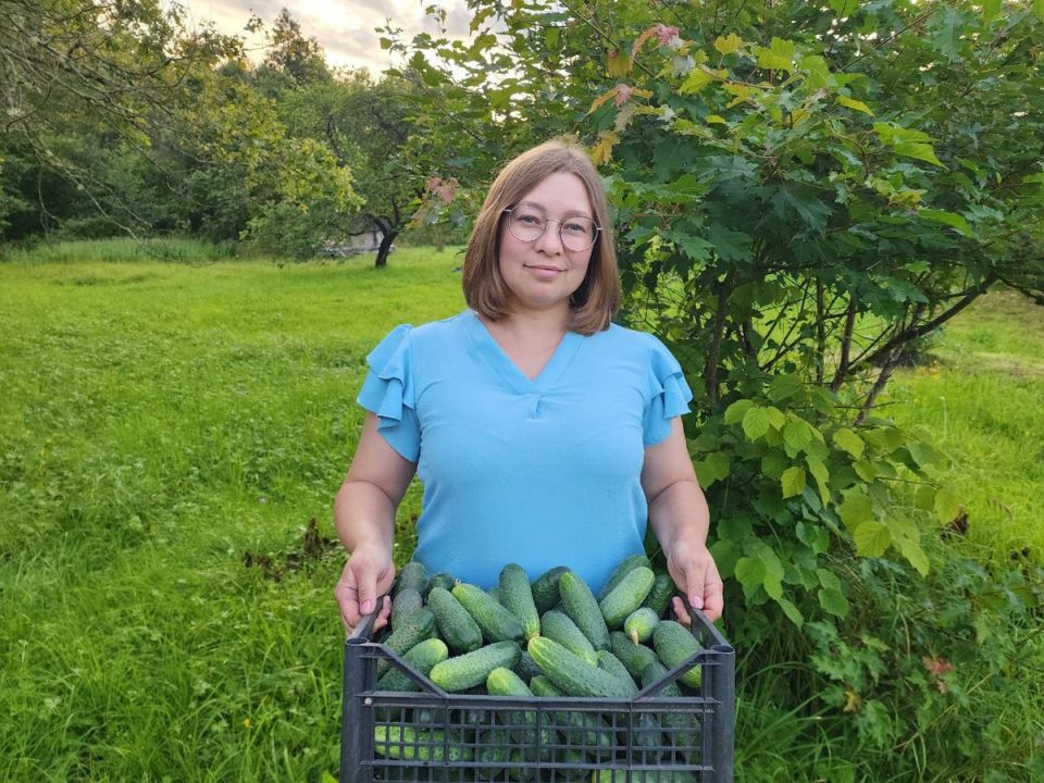 Огурцы в авгусе: секреты успешного сбора и ухода