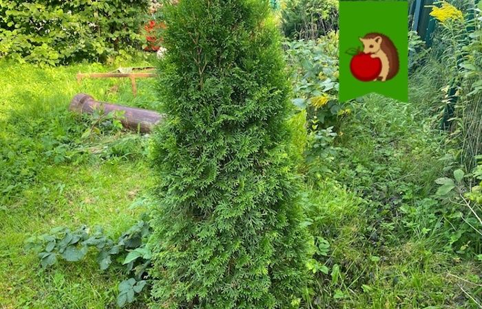 Как подготовить хвойные растения к зиме: три важные процедуры