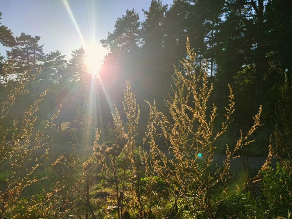 Лебеда: Природный Эликсир Молодости