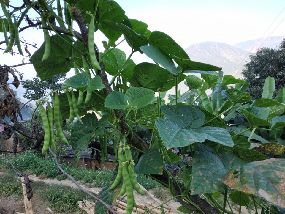 Почему ваши растения фасоли не доживают до цветения: главные вредители на грядках