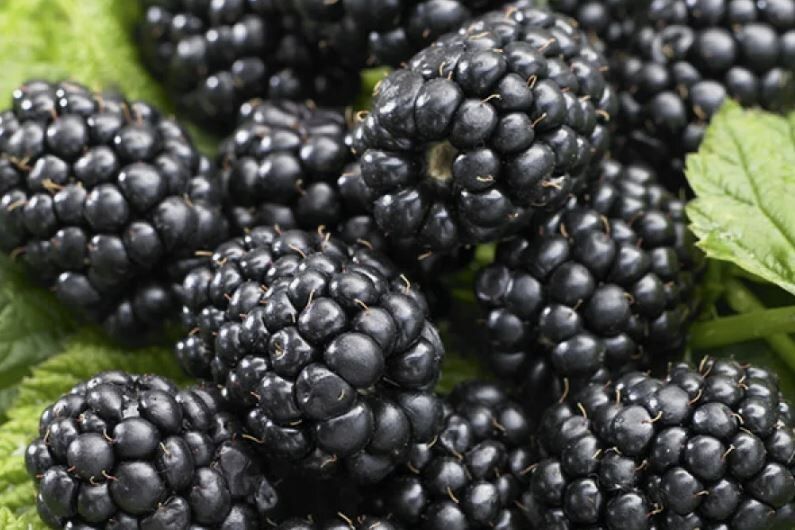 Ежевика: выбор между укрывными и неукрывными сортами