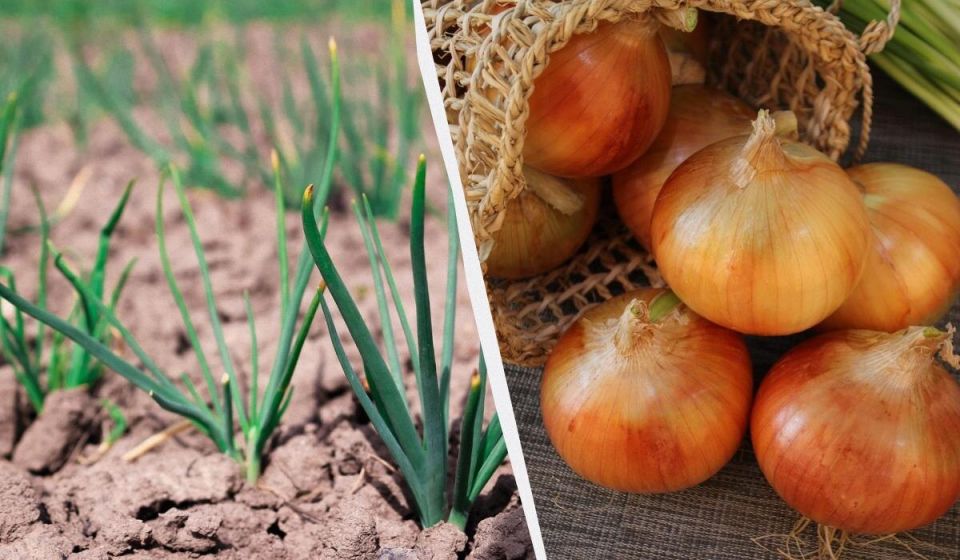 Выбор озимого лука: лучшие сорта для роскошного урожая в 2025 году