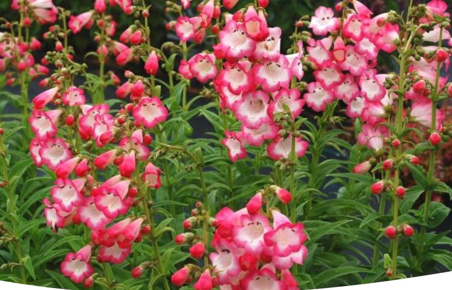 Пенстемон: загадочная красота и уход за многолетником, способным преобразить ваш сад