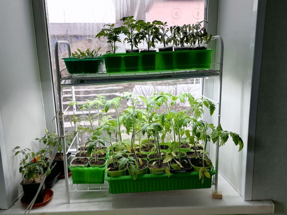 Когда лучше всего высаживать рассаду: секреты успешного роста в теплице