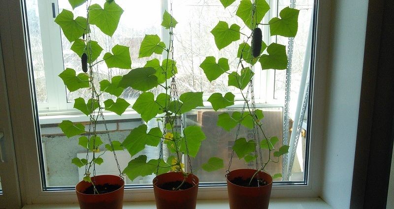Выращивание огурцов на подоконнике: секреты зимнего урожая