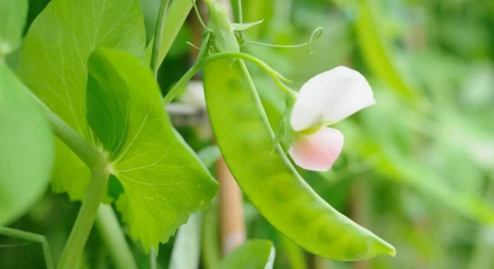 Летний урожай: как не упустить шанс собраться с грядки