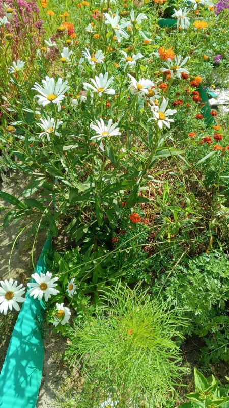 Непредсказуемая блокада: надежды на избавление от пятной шпоры