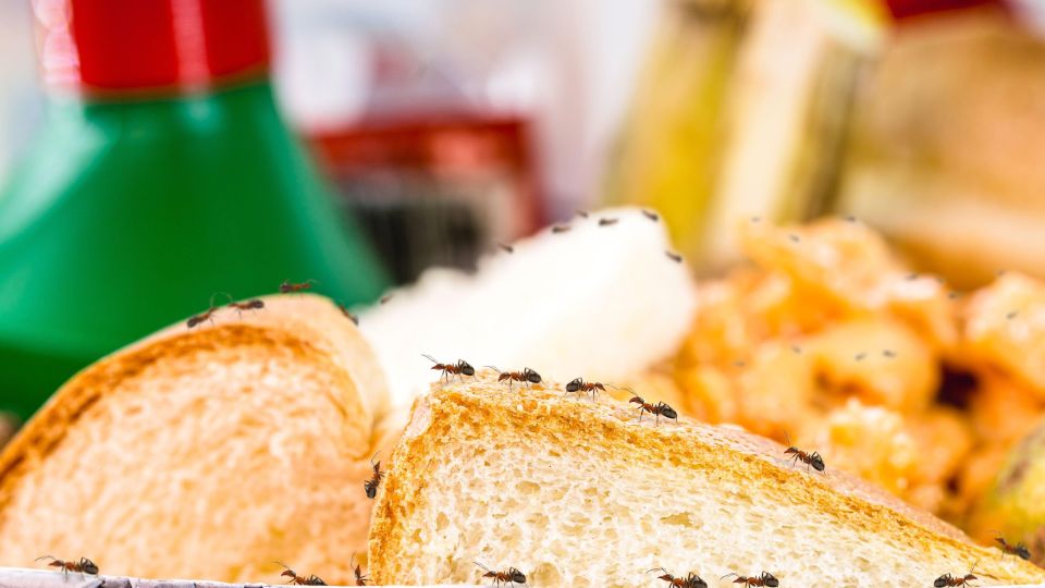 Есть на кухне у каждого: эта простая приправа навсегда изгонит муравьев из вашей квартиры