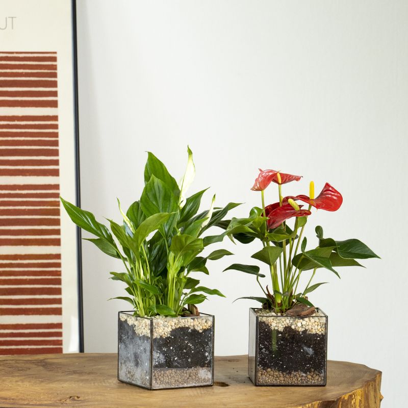 Спатифиллум и Антуриум: вечная борьба за внимание цветоводов