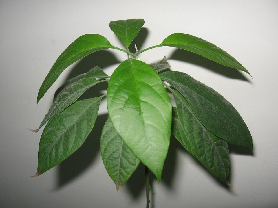 Выращивание авокадо в домашних условиях: от косточки до урожая